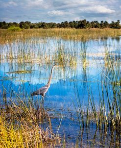 Wading in Sunshine