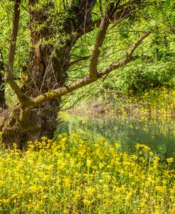 Reflecting Spring