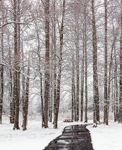 Snow in the Trees