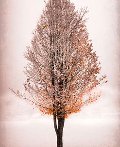 Birds in a Pear Tree in Early Winter