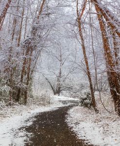 Walk into Winter