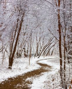 Winter Trail