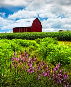 Summer Flowers in the Fields