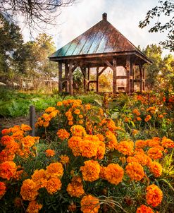 Marigolds