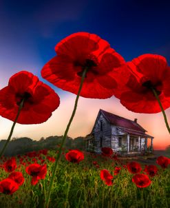 Poppies at Nightfall