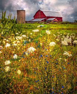 Red Barns in the Wildflowers