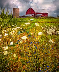 Red Barns in the Wildflowers