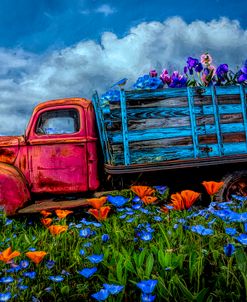 Wildflowers on the Farm