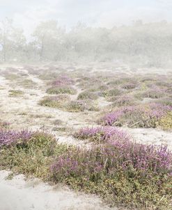 Coastal Heather Wildflowers