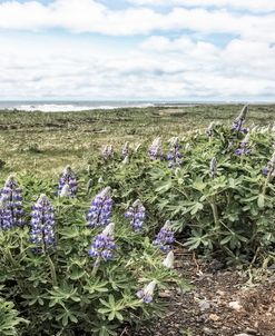 Soft Lupines at the Edge of the Sea