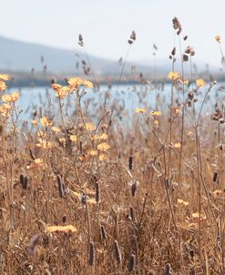 Mountainside Wildflowers