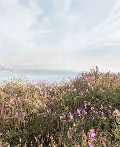 The Pacific Coastline Wildflowers