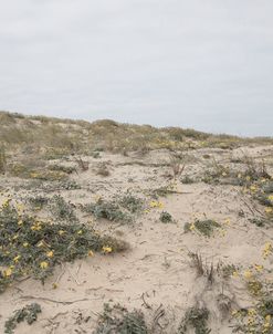 Wildflowers Growing at the Dunes
