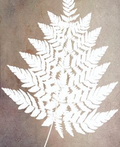 Fern Leaf Decorative Botanicals