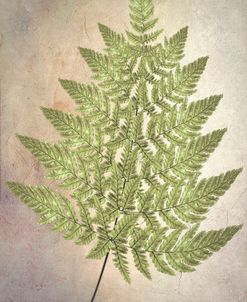 Green Fern Decorative Botanicals