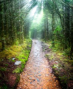 Beams of Light on the Appalachian Trail