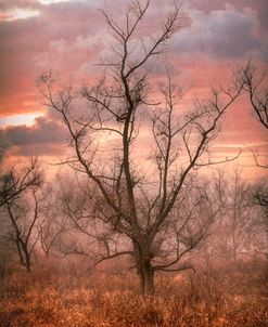 One Tree in Early Autumn at Sunset
