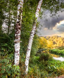 Birch Trees on the Edge of the Marsh