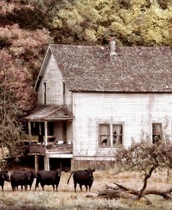 The Cows Came Home in Vintage Tones