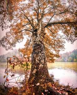 The Old Fall Tree at the Lake