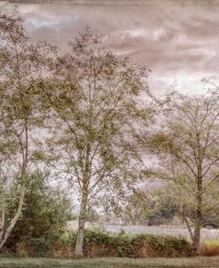 Trees on the Edge of the Lake in Vintage Tones