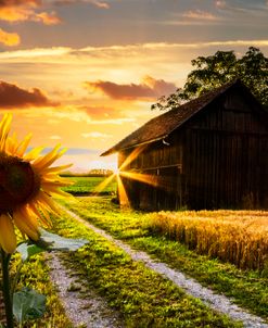 Sunflower Sunrays at Sunset