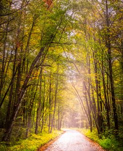 Nature’s Cathedral II