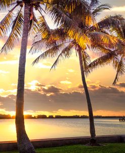 Golden Light in the Palms