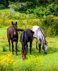 Three Horses in the Farm Pastures