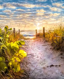 Trail Through the Dunes