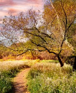 Autumn Wildflowers along the Trail