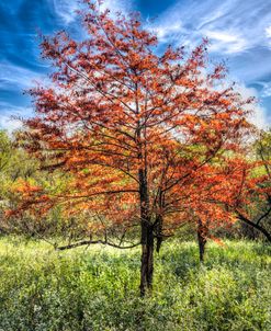 Autumn’s Fire in the Cypress