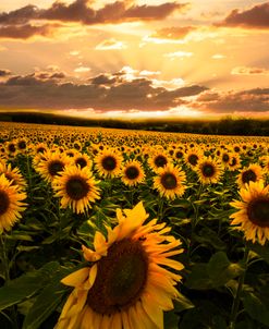 Evening Sunset Sunflowers