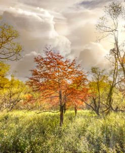 Autumn Sunlight in the Cypress