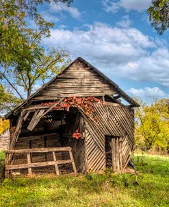 Autumn Vines on the Barn