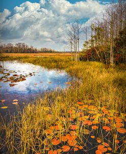 Lily Pads Under the Clouds in Autumn