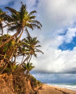 Coconut Palm Trees at the Beach