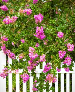 Flowers at the White Picket Fence