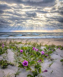 Morning Glories at Sunrise