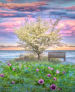 Flowers at the Dunes