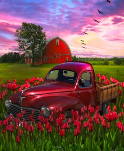 Glowing Red Tulips Red Truck Red Barn