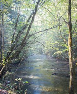 Morning Mists on the River