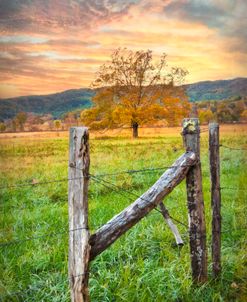 Oak Tree at Sunrise 2