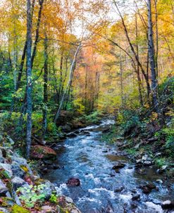 Smoky Mountains Country Streams