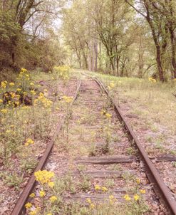 Soft Wildflowers along the Tracks