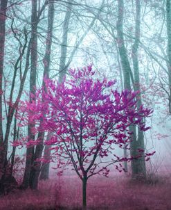 Spring Trees in the Forest