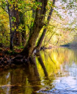 Glossy Reflections at the River