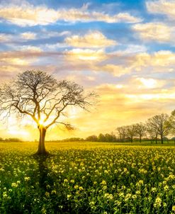 Meadow Flower Sunset