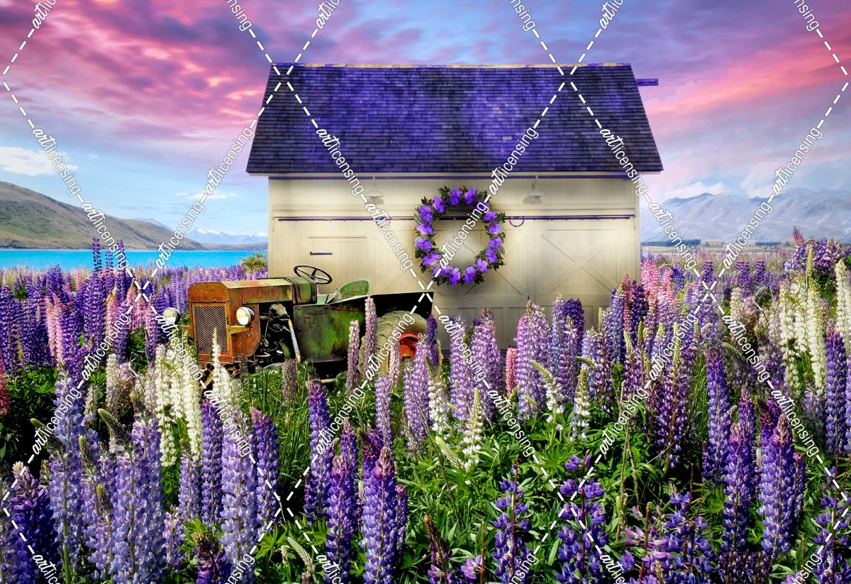 LIttle White Barn in Lavender