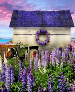LIttle White Barn in Lavender